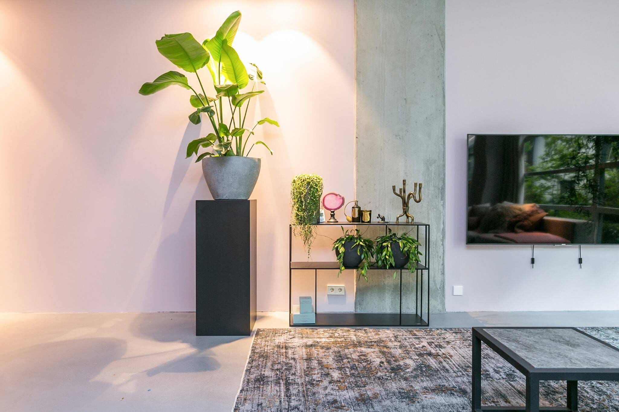Plant on a black plinth beside a metal shelf, concrete column and wall mounted television